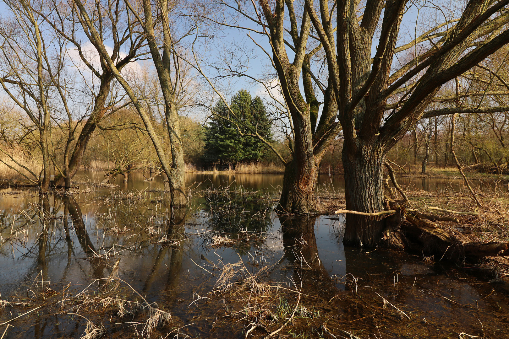 Bäume im Wasser