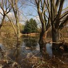 Bäume im Wasser