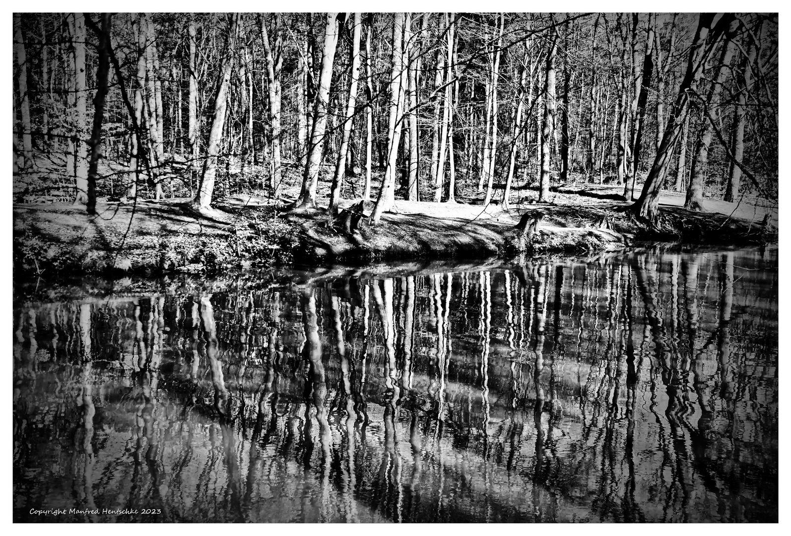 Bäume im Wasser 