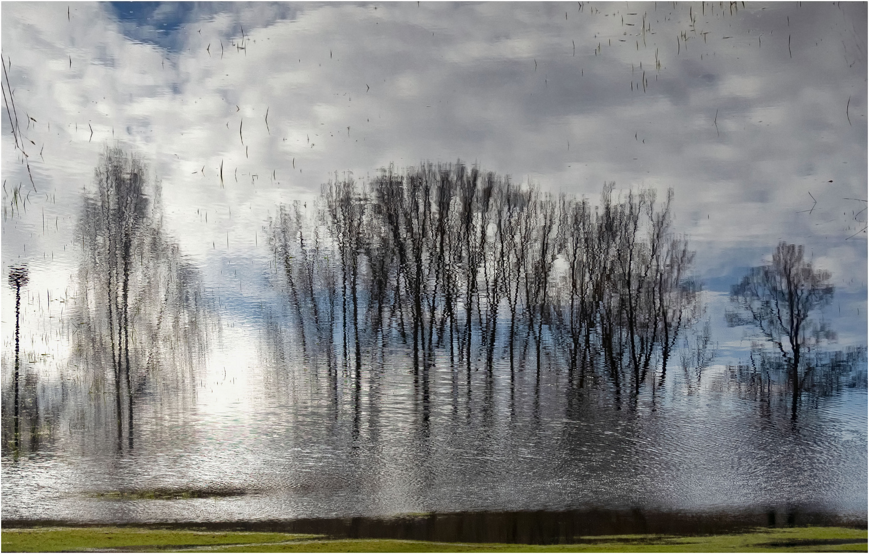 Bäume im Wasser...