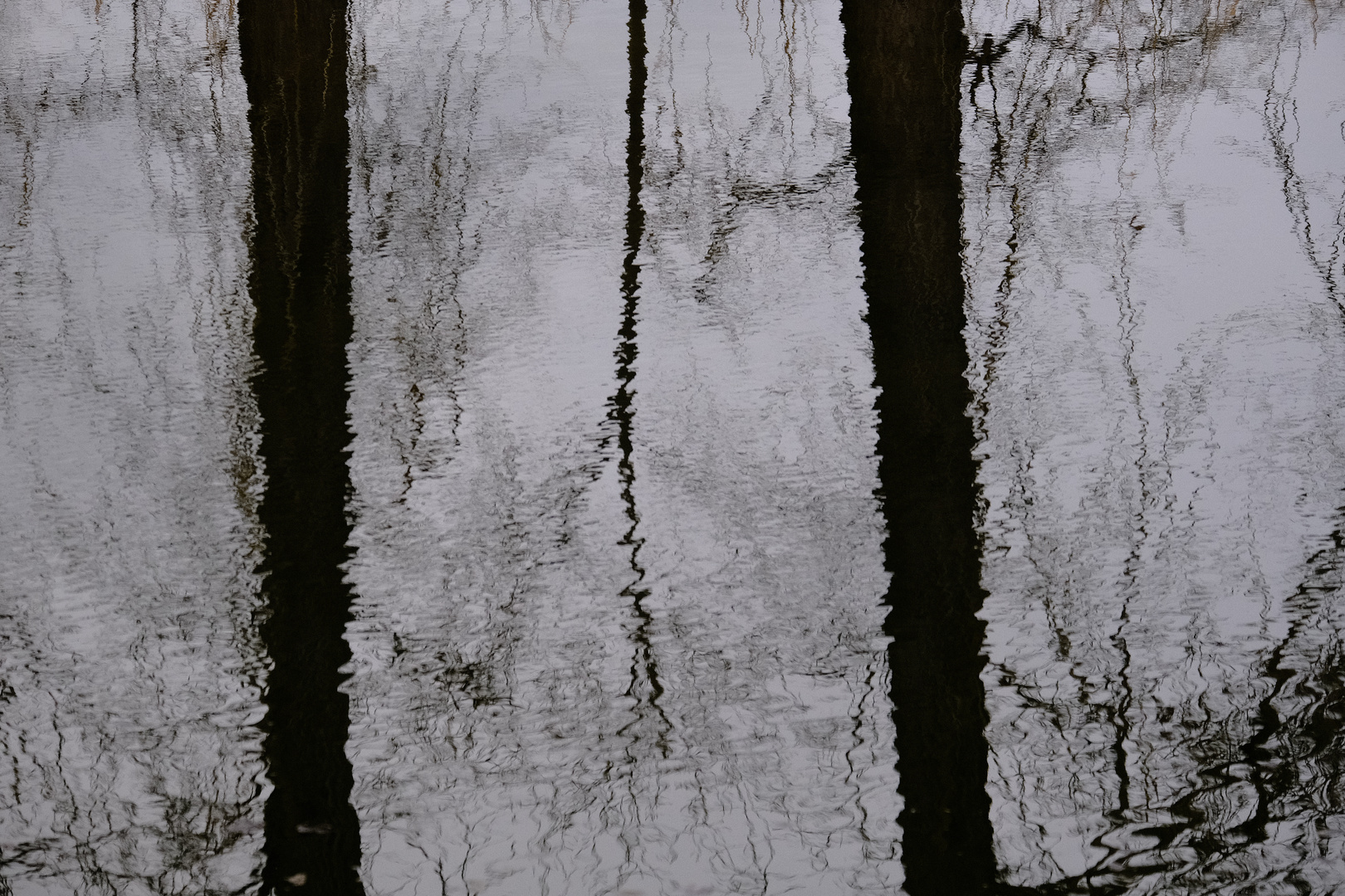 Bäume im Wasser