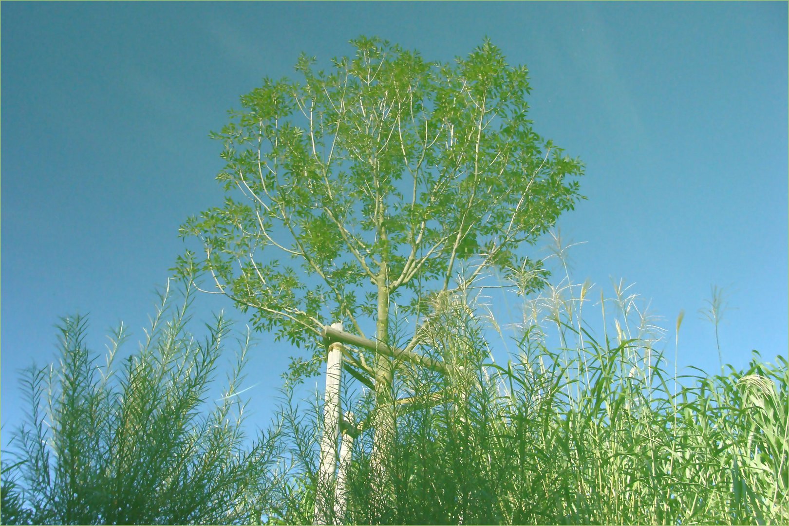 Bäume-im-Wasserspiegel