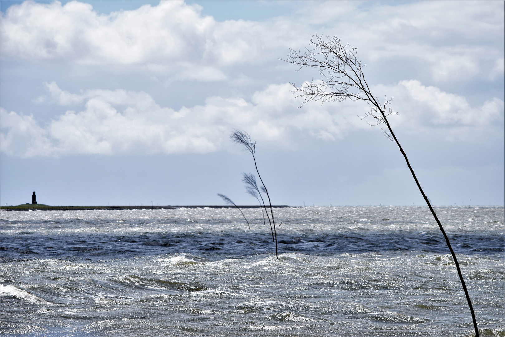 Bäume im Wattenmeer