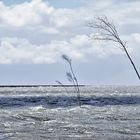 Bäume im Wattenmeer