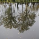 bäume im weiher