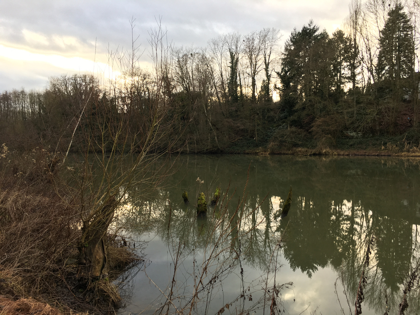 Bäume im Weiher