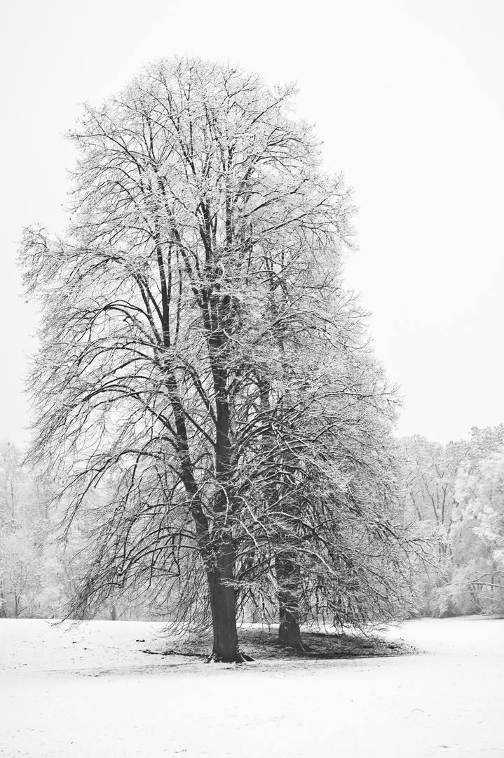 Bäume im weißen Kleid