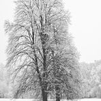 Bäume im weißen Kleid