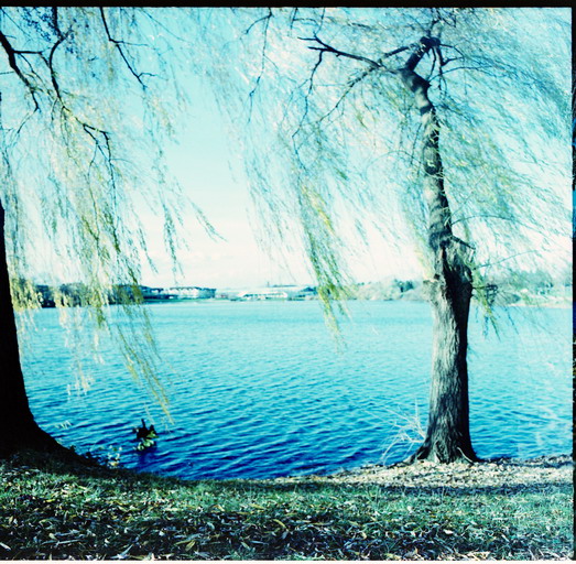 Bäume im Wind