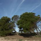 Bäume im Wind