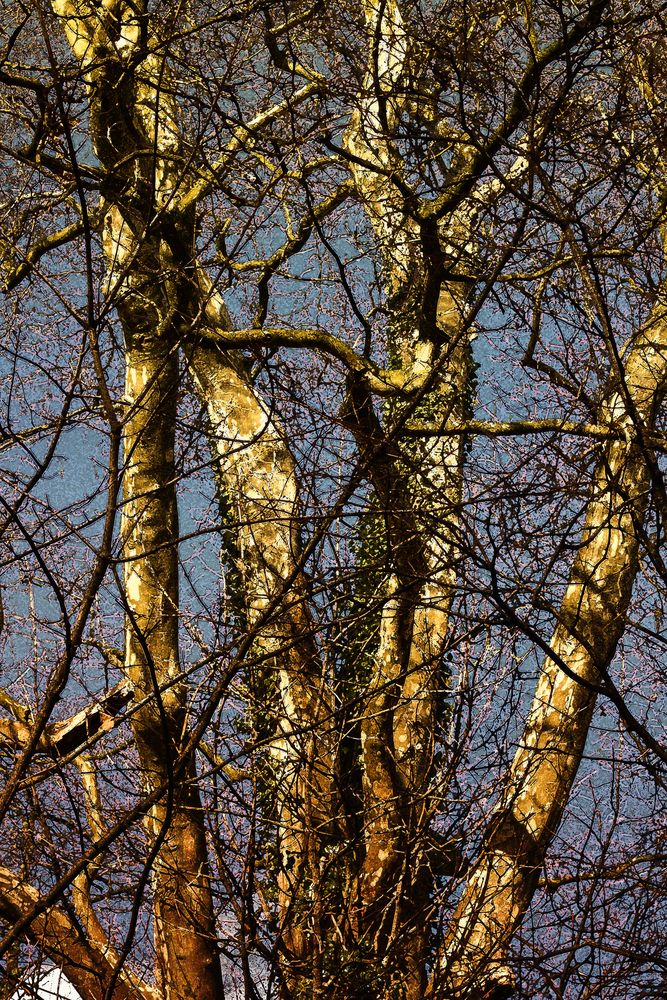 Bäume im Winter 01