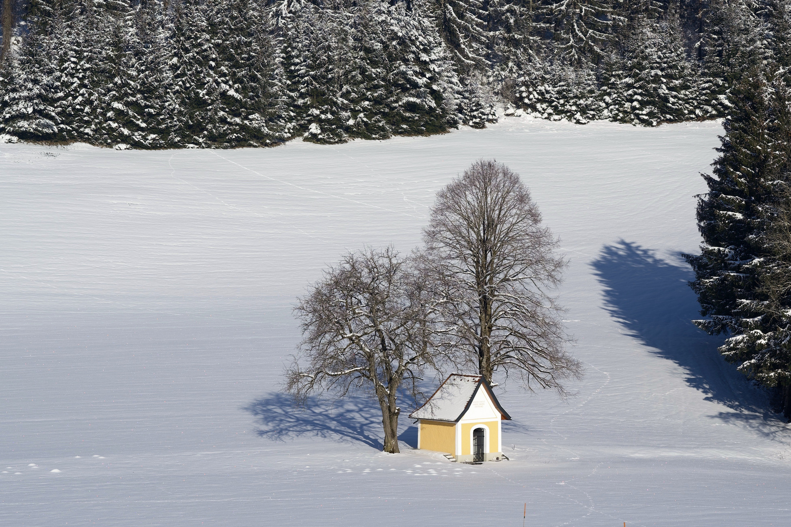 Bäume im Winter