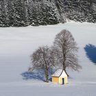 Bäume im Winter