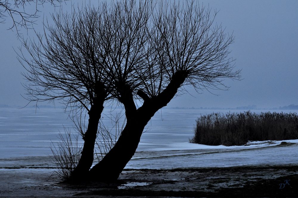 Bäume im Winter 1