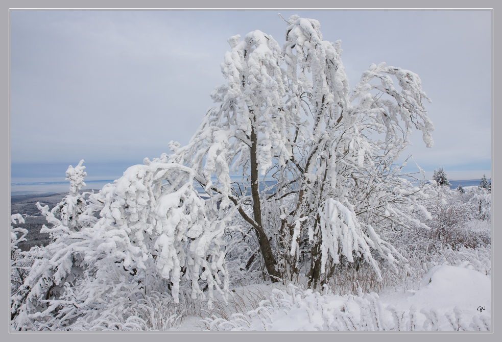 Bäume im Winter