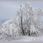 Bäume im Winter