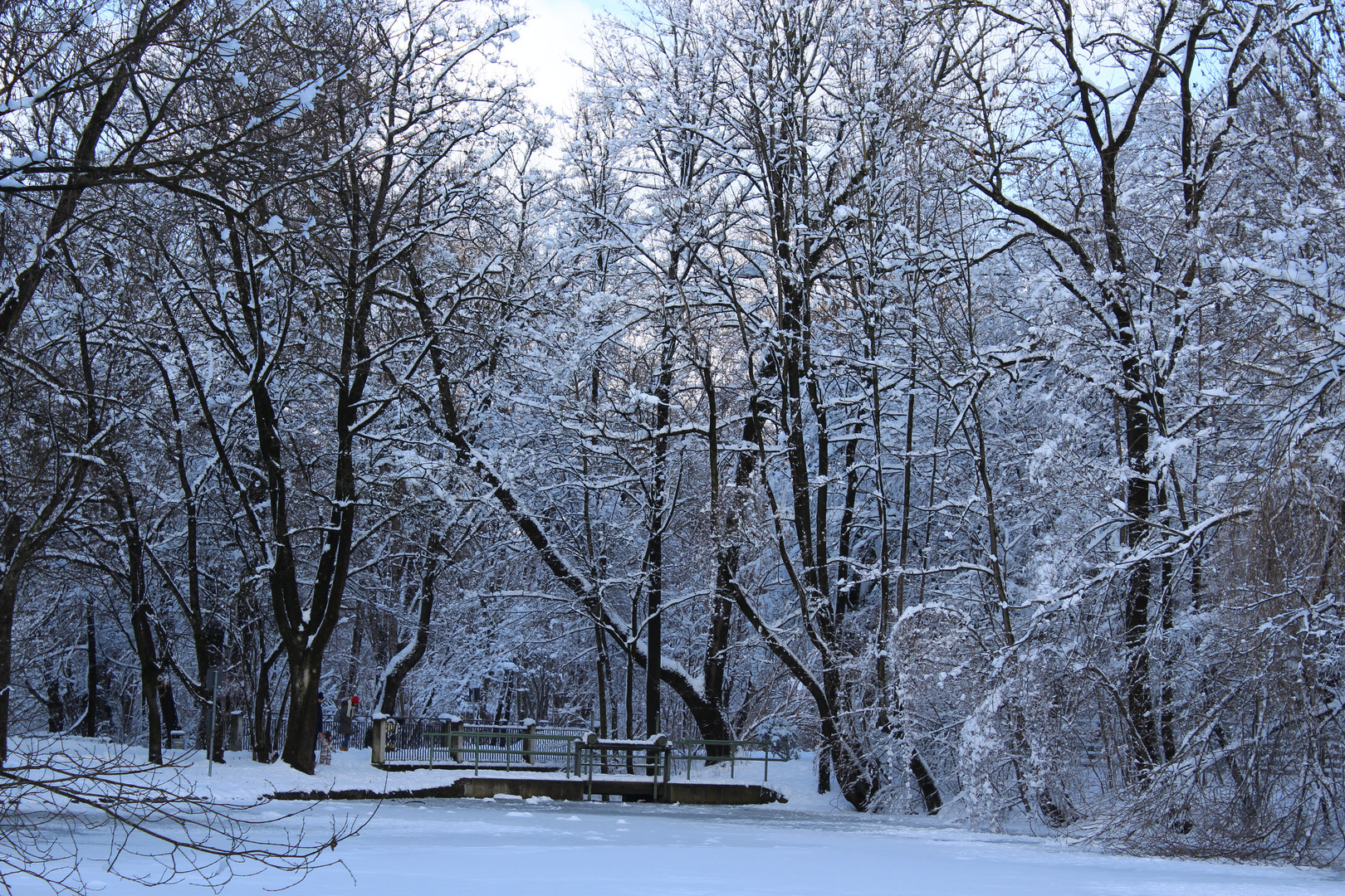 Bäume im Winter