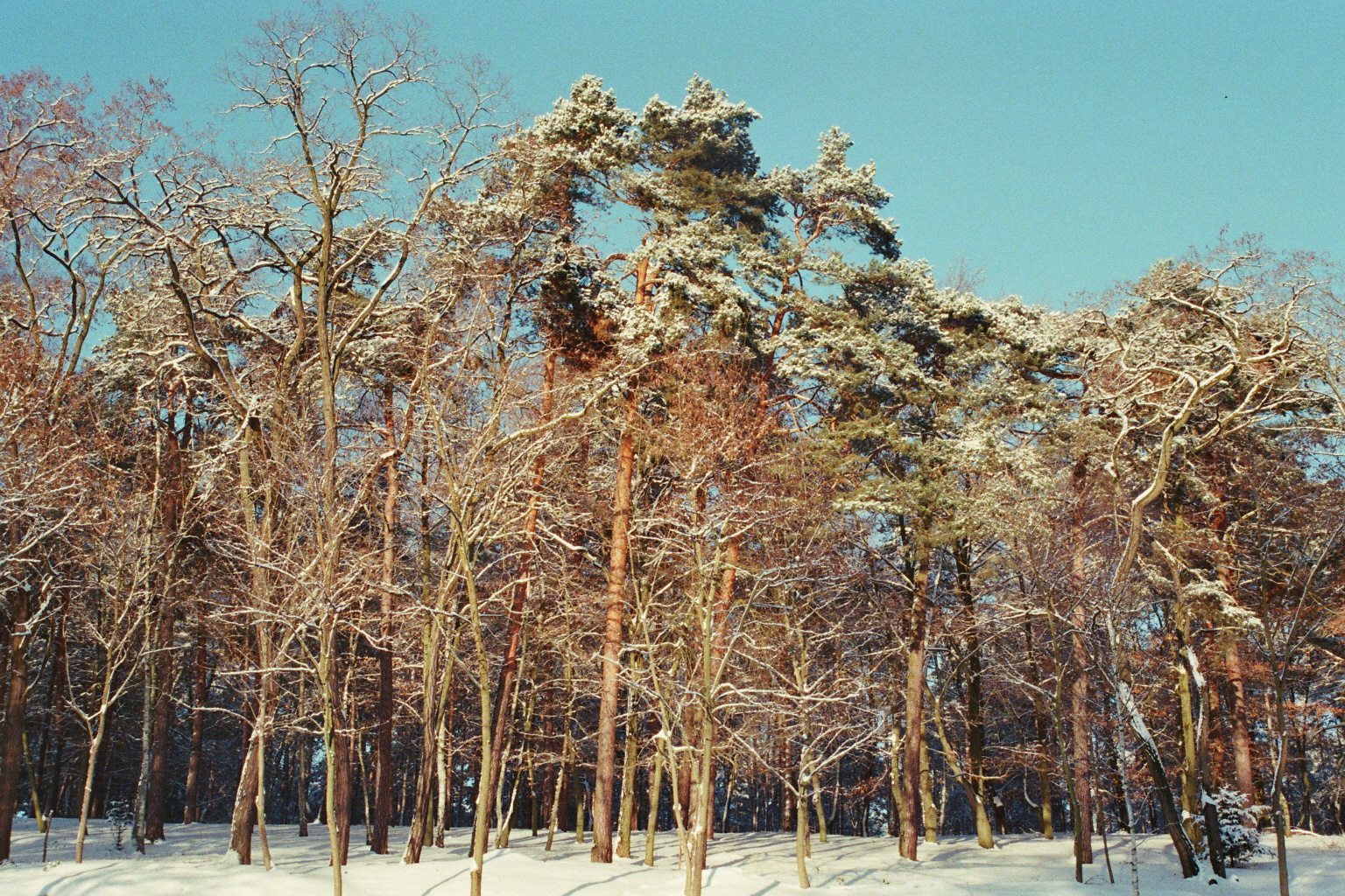 bäume im winter 2010