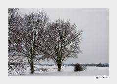 Bäume im Winter