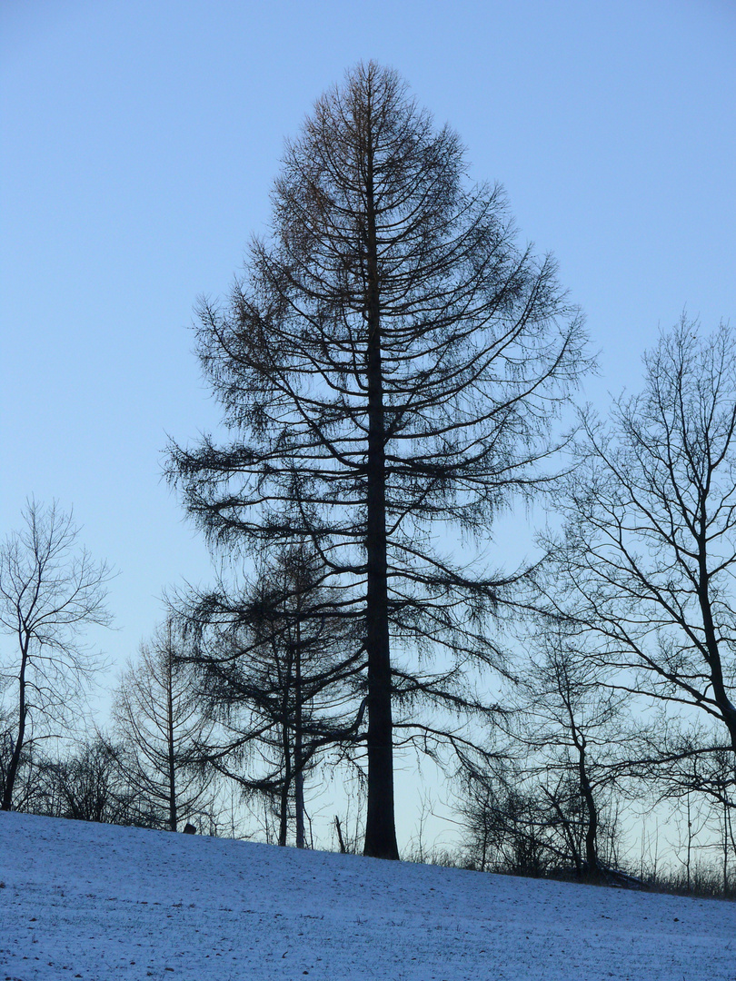 Bäume im Winter