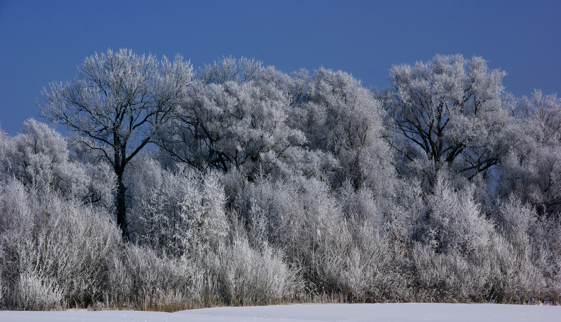 Bäume im Winter