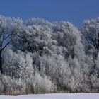 Bäume im Winter