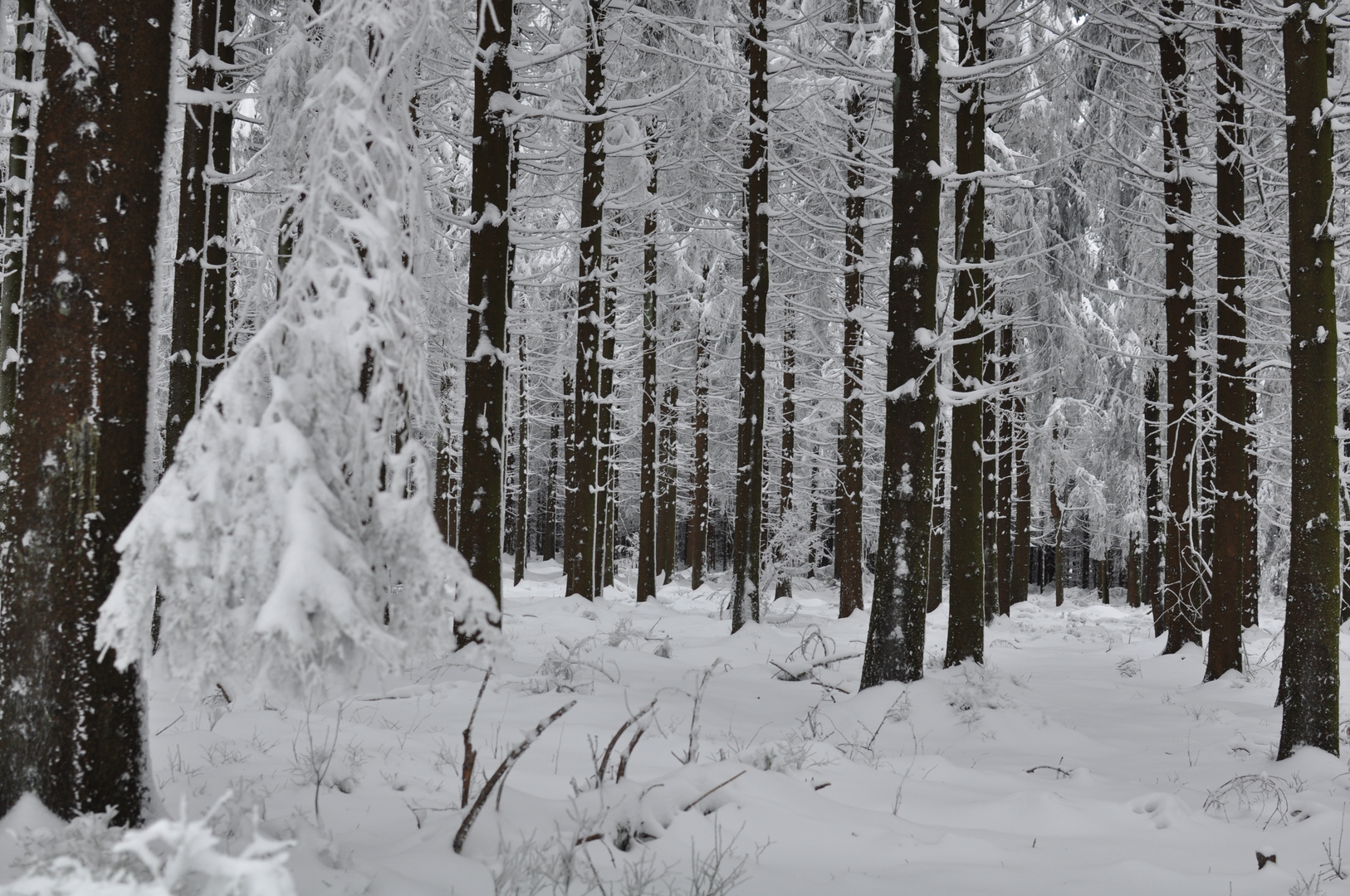 bäume im winter 3