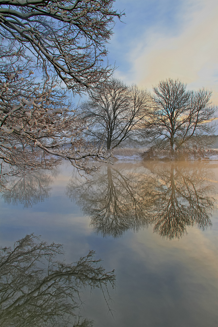 Bäume im Winter