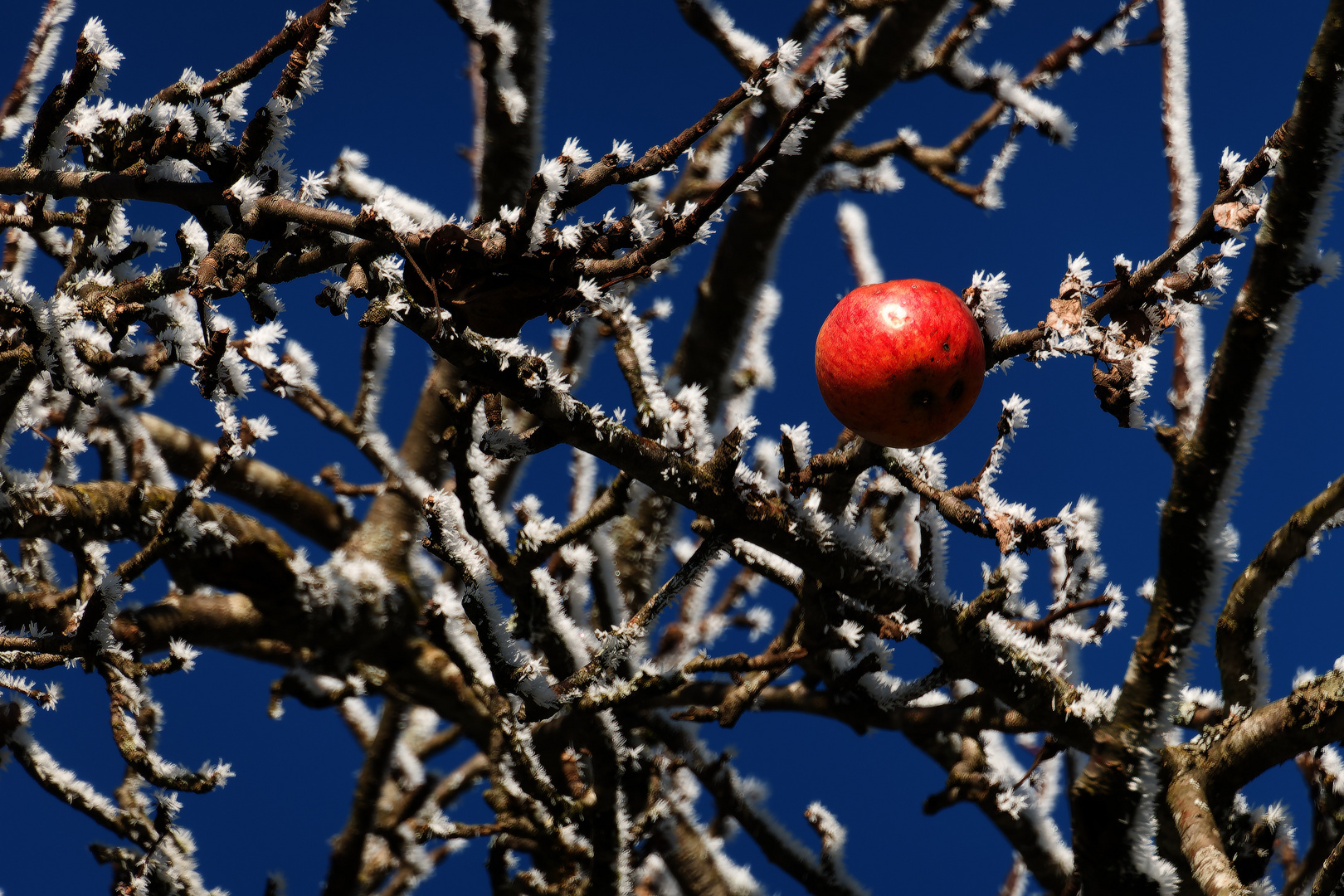 Bäume im Winter