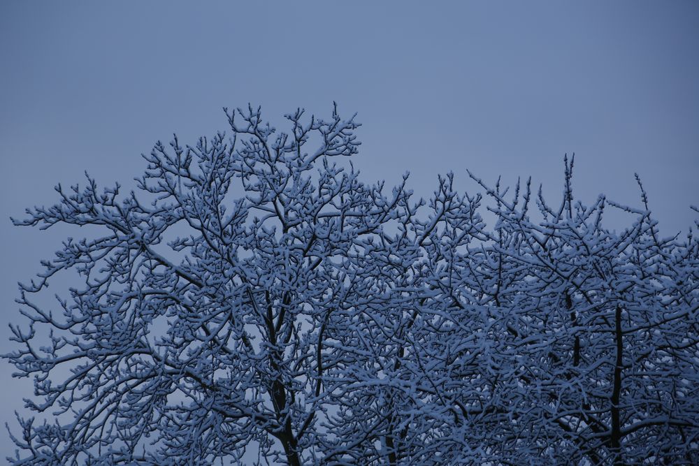 Bäume im Winter