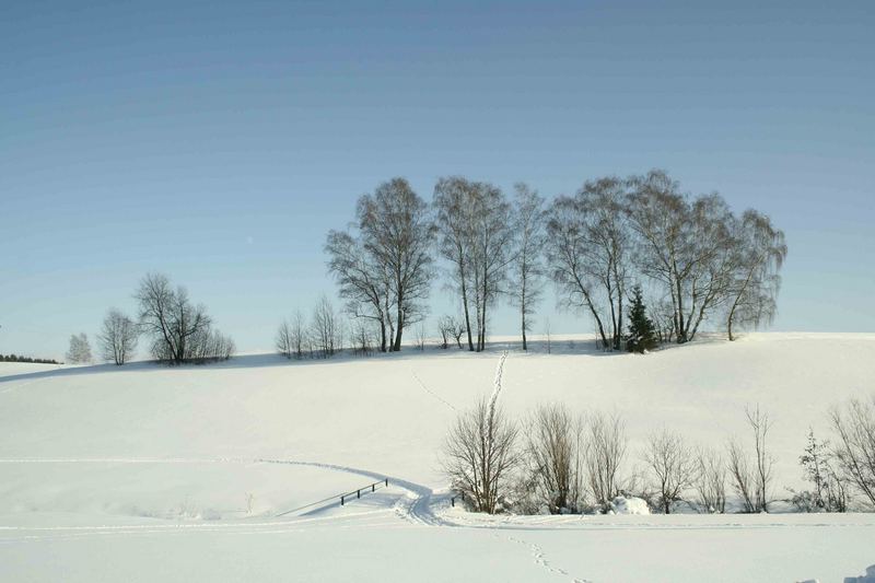 Bäume im Winter