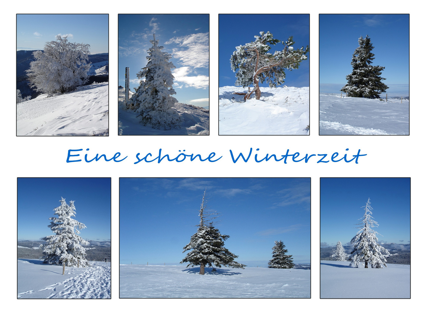 BÄUME IM WINTER