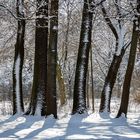 Bäume im Winter