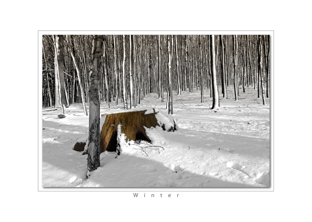 Bäume im Winter