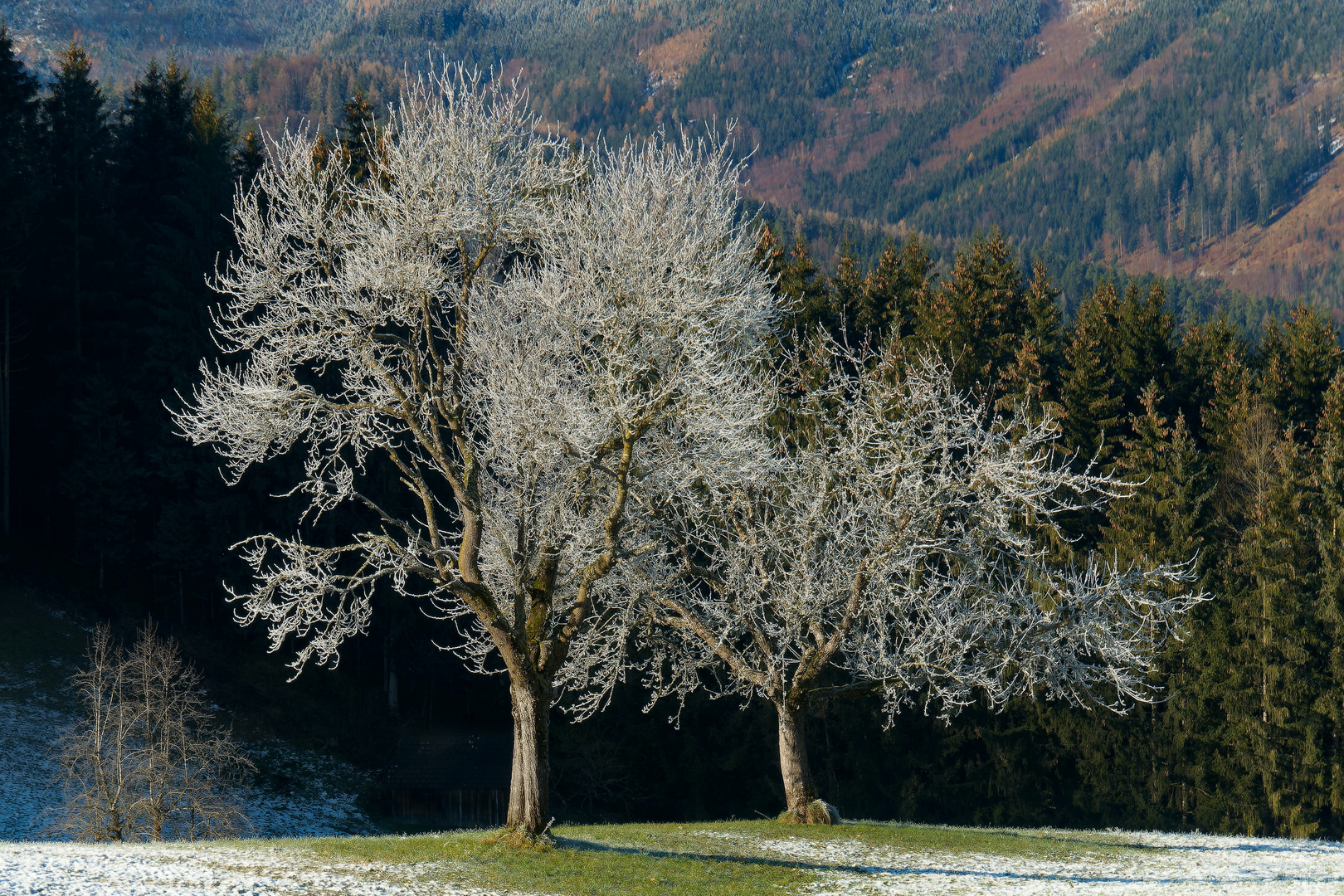 Bäume im Winter