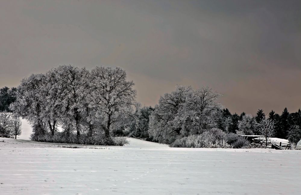 Bäume im Winter