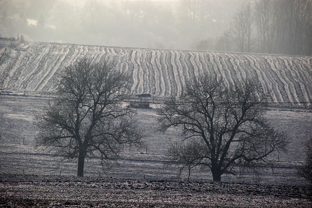 Bäume im Winter