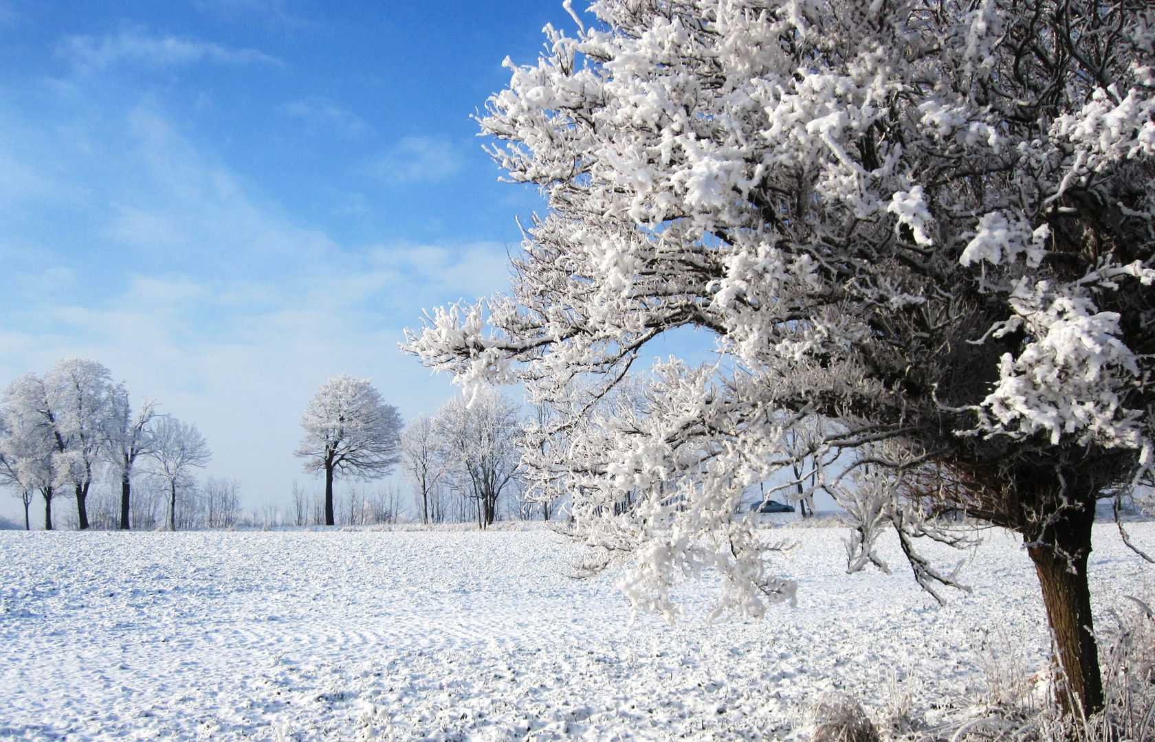 Bäume im Winter