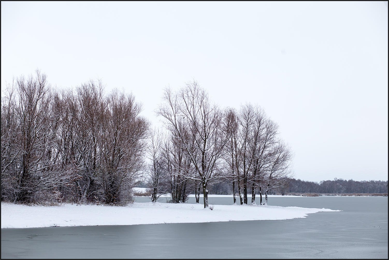 Bäume im Winter