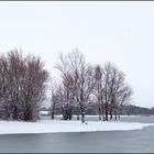 Bäume im Winter