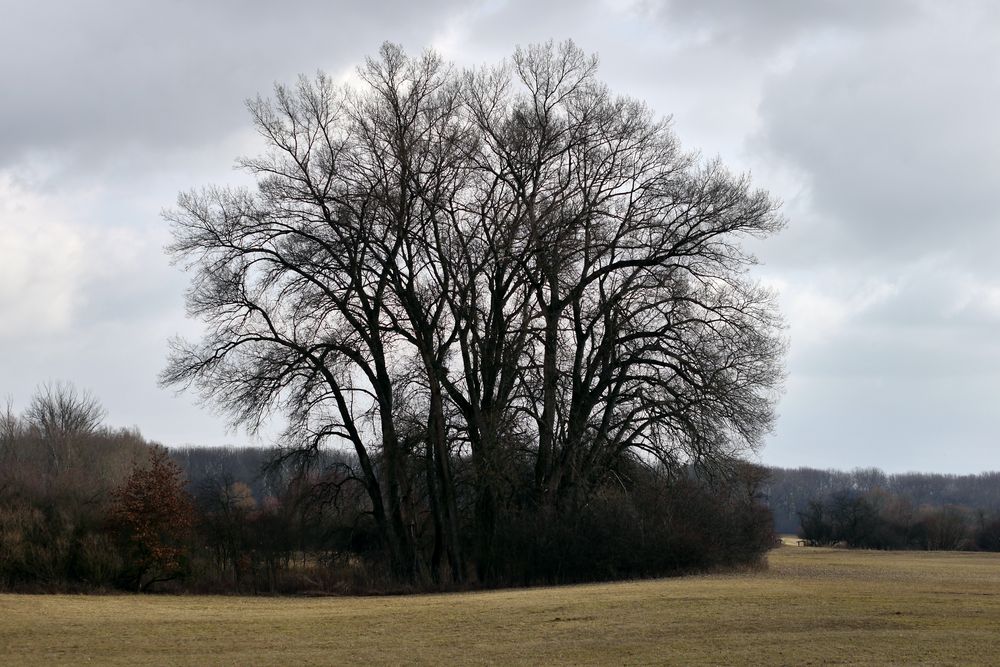 Bäume im Winter