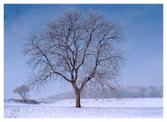 Bäume im Winter