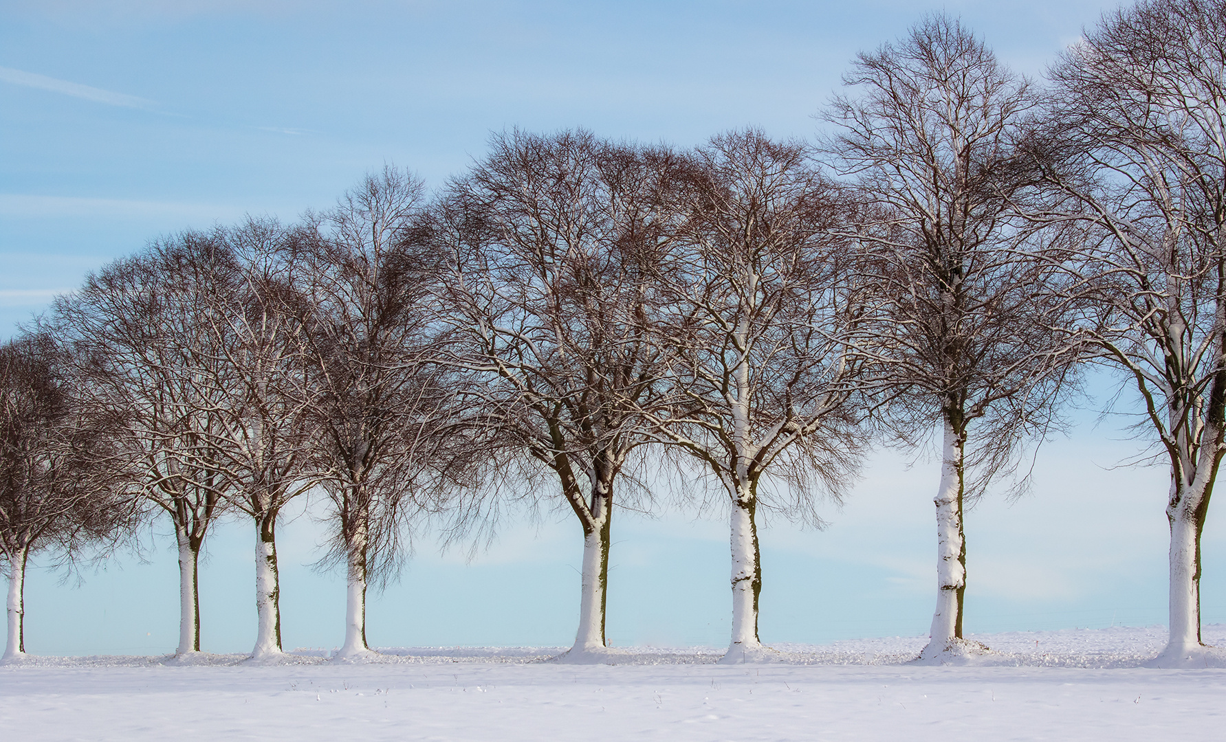 Bäume im Winter 