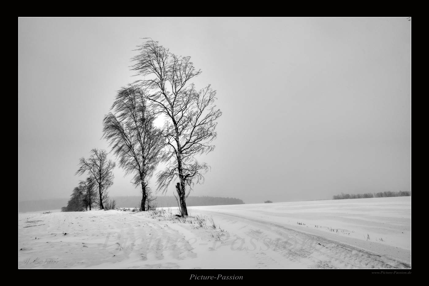 Bäume im Winter