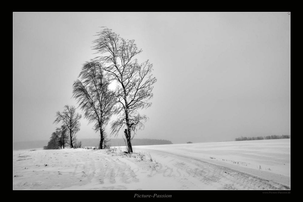 Bäume im Winter