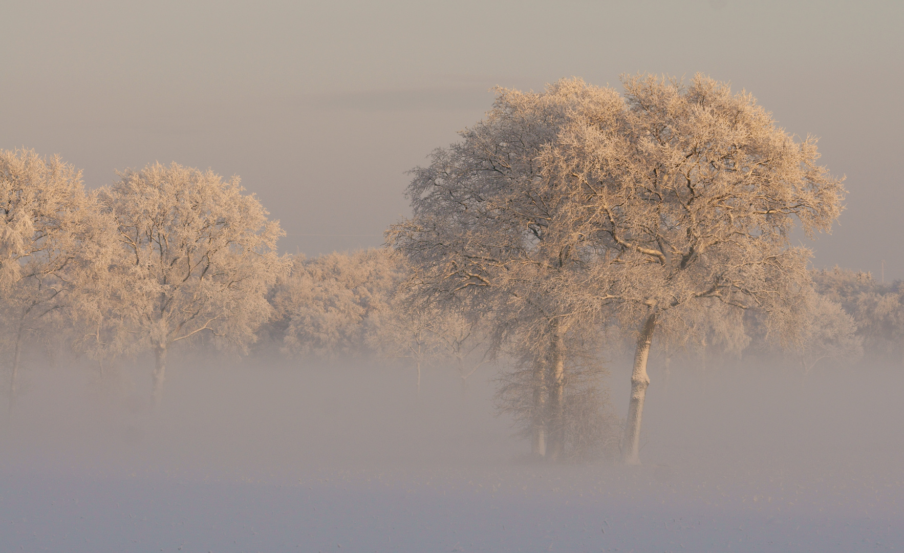 Bäume im Winter