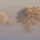 Bäume im Winter