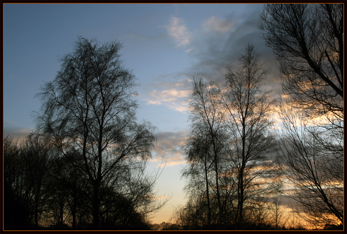 Bäume im Winter