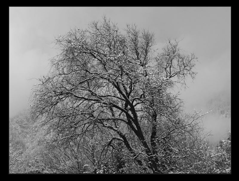 bäume im winter - die zweite