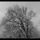 bäume im winter - die zweite